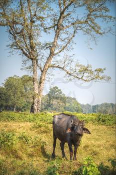 The wild Asian buffalo are found in India, Nepal, Bhutan,