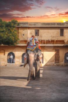 an elephant walking along the road at Amber Fort. India. Rajasthan