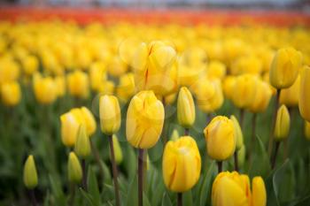 Rows of yellow tulips in Dutch countryside