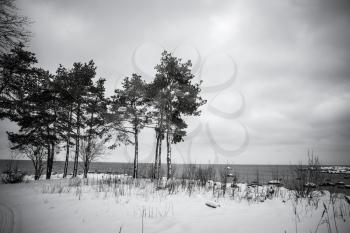 winter Baltic sea stones and a tree in the water frozen. monochrome picture