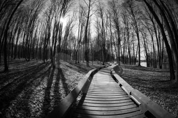 Wood road through wood. monochrome picture. fish eye
