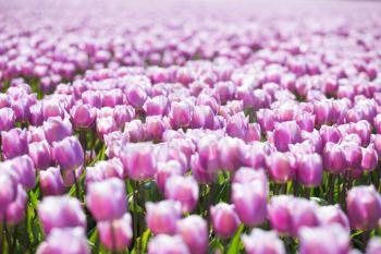 purple tulip fields are growing every year in the Netherlands