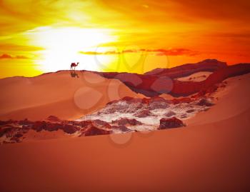 Valle de la Luna (Moon Valley) close to San Pedro de Atacama, Chile. camel costs