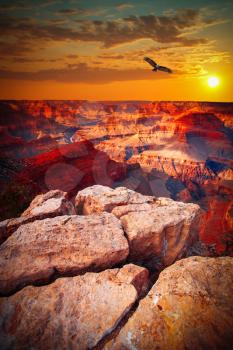 famous  view of Grand Canyon , Arizona, USA. eagle flies in the sky.