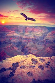 Grand Canyon National Park seen from Desert View. eagle flies in the sky.