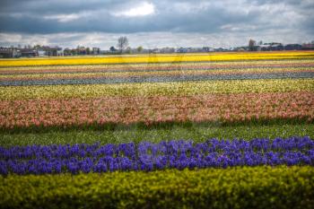 Fields of hyacinths of different colors grow in the Netherlands in the spring