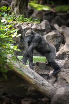 Gorilla goes through the jungle and rocks