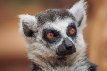 lemur. The monkey-nosed primate lives in Madagascar.