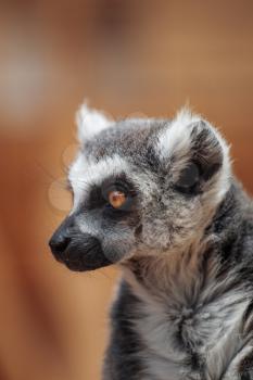 lemur. The monkey-nosed primate lives in Madagascar.