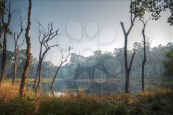 Chitwan National Park.  is mainly covered by jungle.