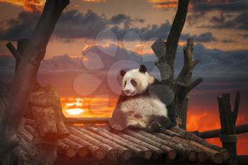 Big panda sitting in a bamboo forest