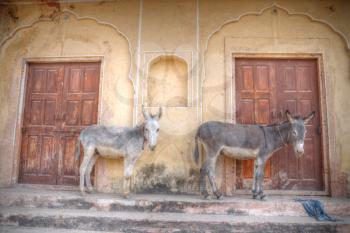 Donkeys on the streets of Jaipur in India