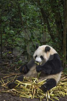 Big panda sitting in a bamboo forest