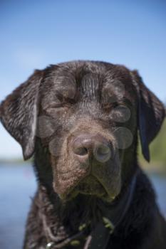 chocolate labrador wet on nature near the river and forest