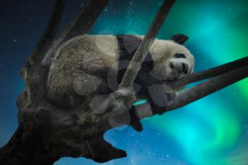a large panda resting on a tree. China