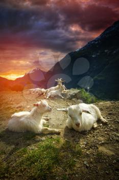 goats in the mountains. in the picturesque fjords of Norway