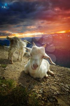 goats in the mountains. in the picturesque fjords of Norway