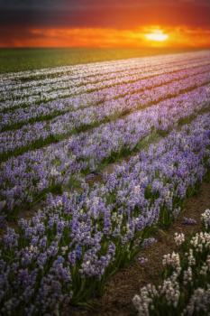 Field of hyacinths in the Netherlands, near Amsterdam