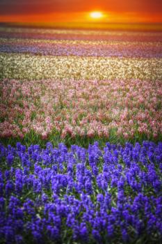 Field of hyacinths in the Netherlands, near Amsterdam