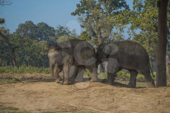 elephants in Chitwan National Park in Nepal.