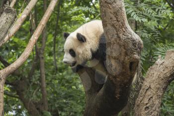 pandas live in a reserve in Chengdu. China