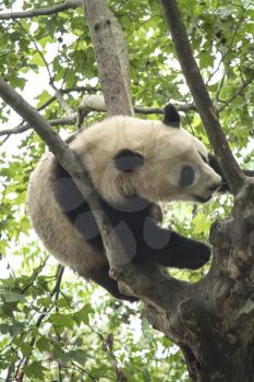 pandas live in a reserve in Chengdu. China