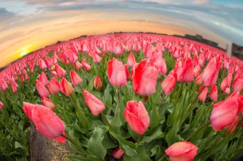 Beautiful bouquet of pink Tulips in Spring Flora Natural Concept field