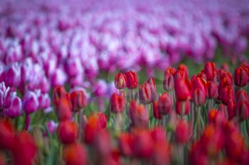field with red tulips in the netherlands. 