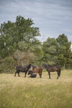 horses walk on the field near the forest