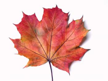 Multi-coloured maple leaves a sign of coming autumn and fast holidays