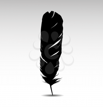Black feather on white background vectror images