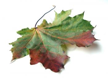 Multi-coloured maple leaves a sign of coming autumn and fast holidays