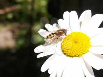 Wasp on the big camomile a summer sunny day