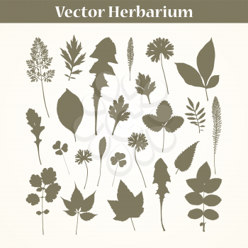 Vector Herbarium . Traced leaves of garden plants