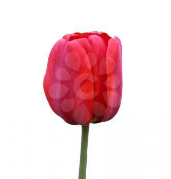red Tulip isolated on white background