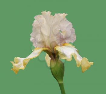 gorgeous blooming iris, isolated flower on green background close-up