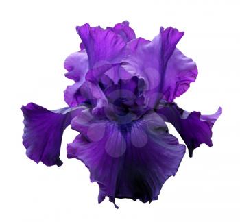 gorgeous blooming violet iris, isolated flower on white background close-up