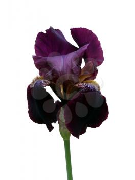 flowering black violet iris close-up, isolated flower on white background