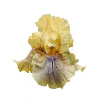 flowering iris close-up, isolated flower on white background