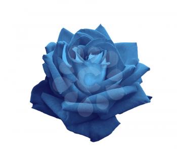 gorgeous blue rose isolated on white background