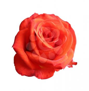 scarlet blooming rose close-up isolated on white background, natural flower color