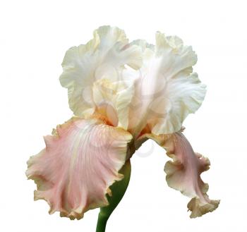 gorgeous blooming iris, isolated flower on white background close-up
