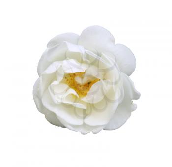 gorgeous white rose isolated on white background