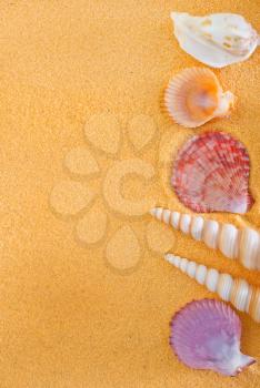 sea shells and stones on yellow sand 
