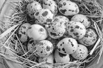 raw guail eggs