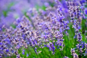 lavender field in Crimea, lavender background, summer background