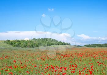 poppy field and blue sky in Crimea