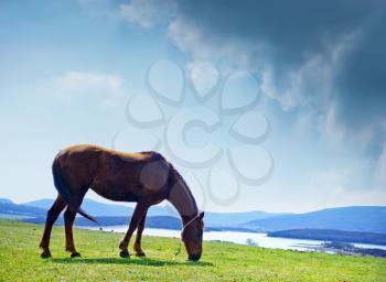 horse in green field in Crimea, spring nature