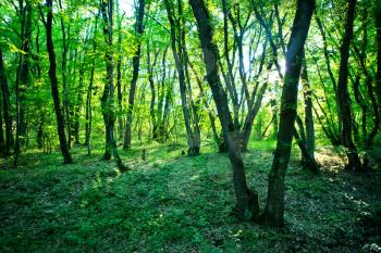 trees in the forest, summer green forest