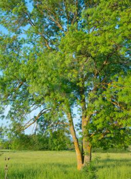 green tree in green field, summer background